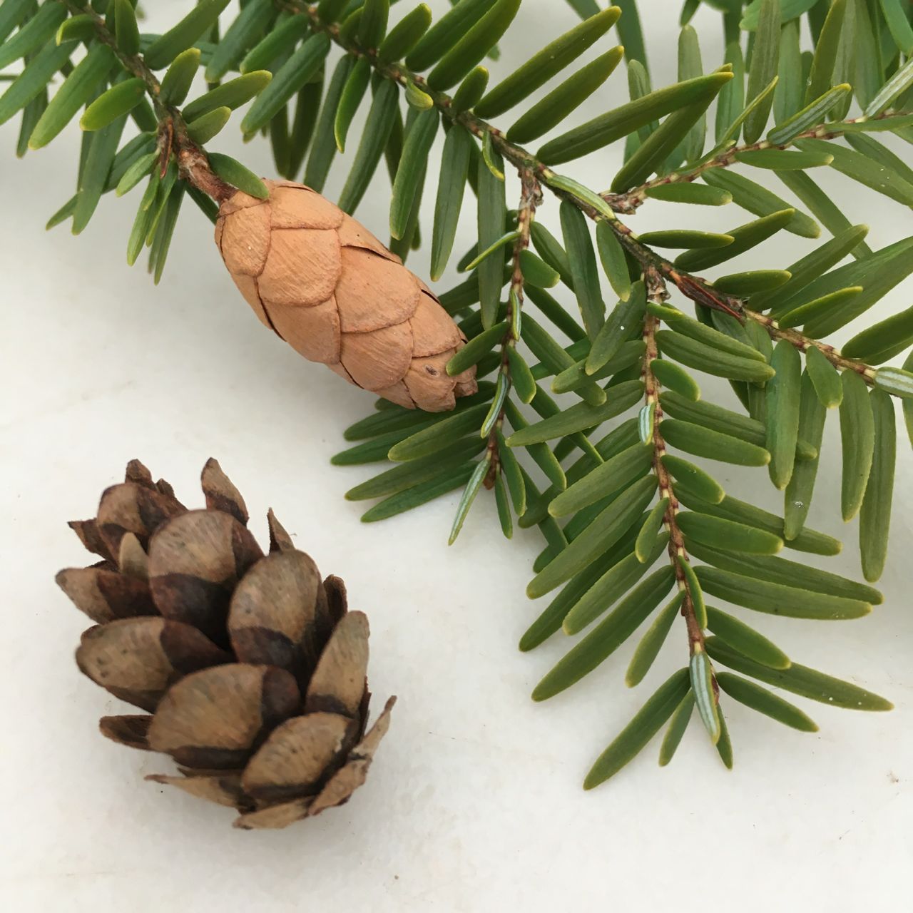 GRuB: Garden Raised Bounty